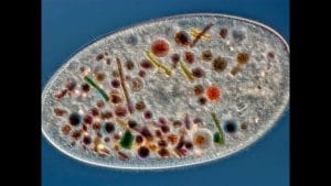 Los descubrimientos más recientes en biología de la conducta