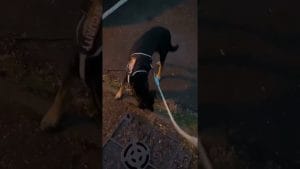 Fenómenos paranormales en 	Castellnou de Bages