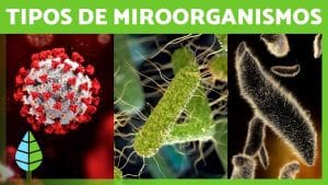 cómo hacer resúmenes efectivos sobre Cómo se descubrieron los microorganismos y su impacto en la medicina