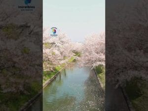 mejores prácticas en Historia y significado del Hanami en Japón
